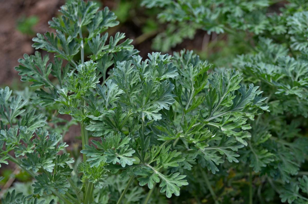 Ajenjo - Artemisia absinthium